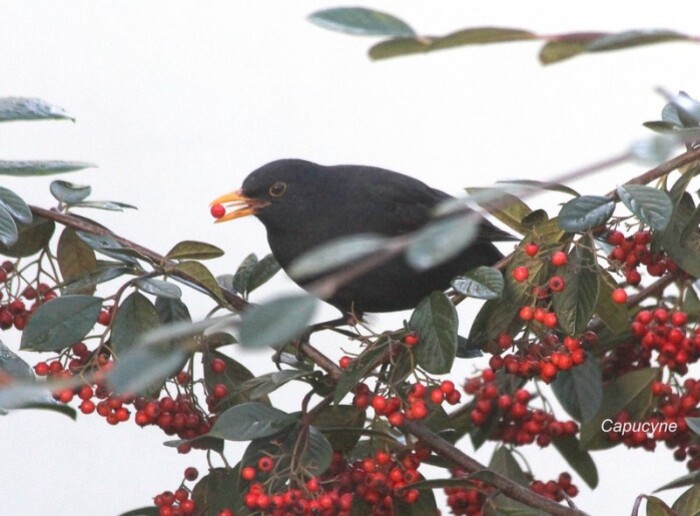 merles-sur-cotoneaster 1407