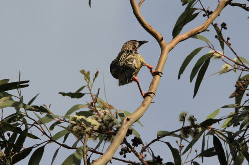 Méliphage Barbe-rouge (Red Wattlebird) Australie