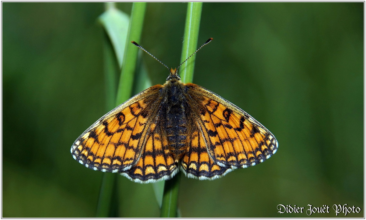 Mélitée des Centaurées (1) - Melitaea phoebe