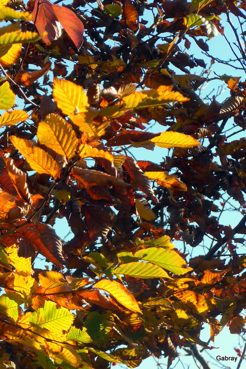 C'est le jour du thème : feuilles d'automne !