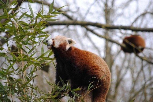 La petite femelle panda roux.