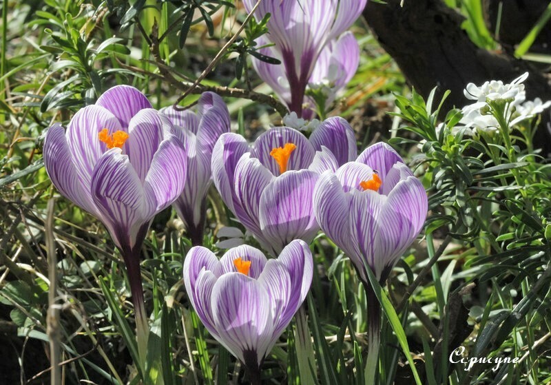 crocus-1657-copie-1.jpg