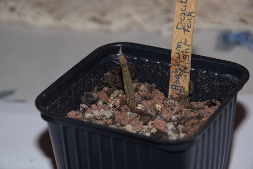 Adenium Arabicum Desert Night Fork à 6 mois