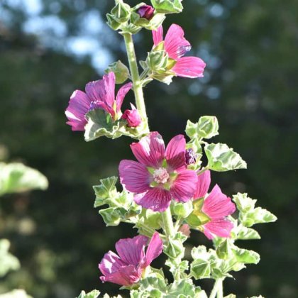 Fleurs cultivées : Malope