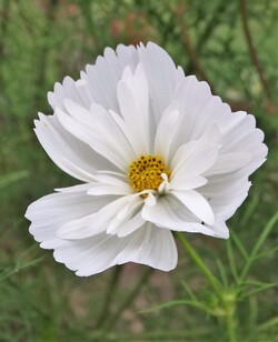 Après les pavots, les cosmos!