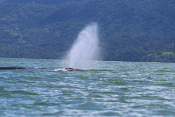 La côte pacifique