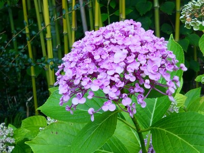 Jardin des petits sentiers