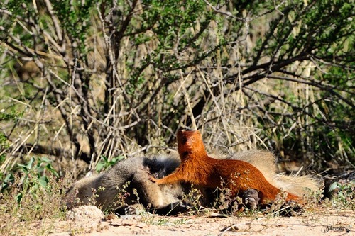 Slender mongoose VS dead batty