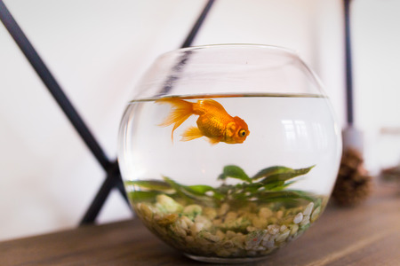 Photo pour goldfish in the aquarium. fish in the interior, a small round aquarium home - image libre de droit