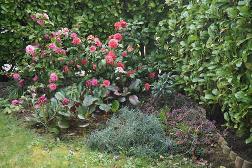 Polygala chamaebuxus grandiflora