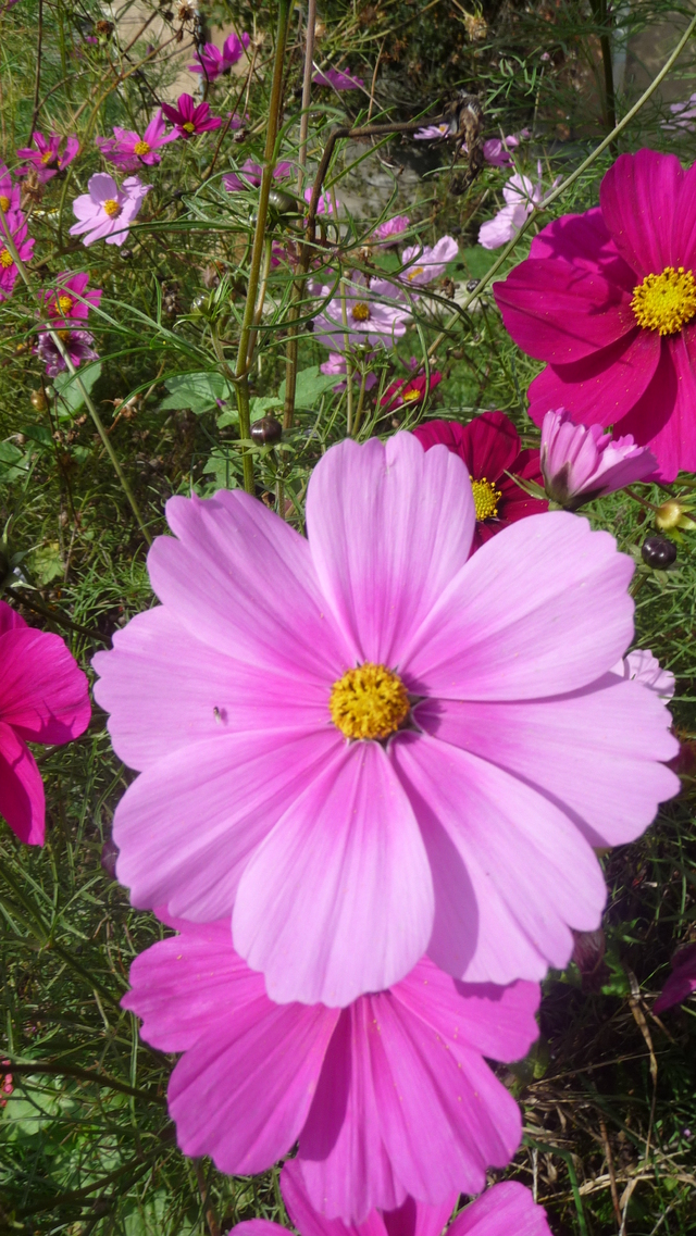 Blog de mimipalitaf : mimimickeydumont : mes mandalas au compas, jardin fleuri à l'école (Bravo les enfants !)