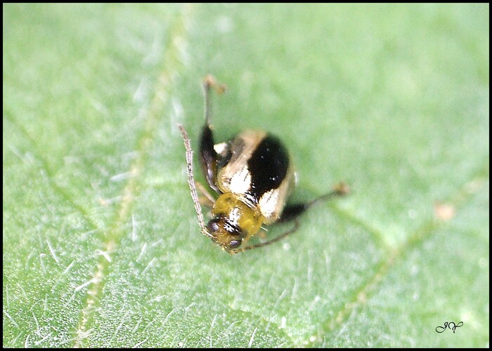  Longitarsus suturatus.