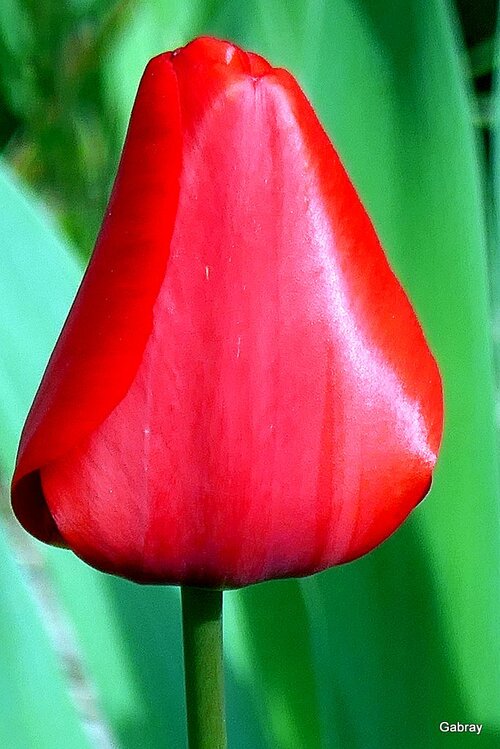 Les tulipes de mon jardin
