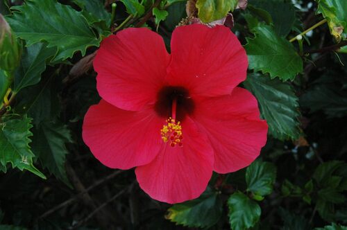 Canaries -  Ile de Tenerife  (Espagne) 