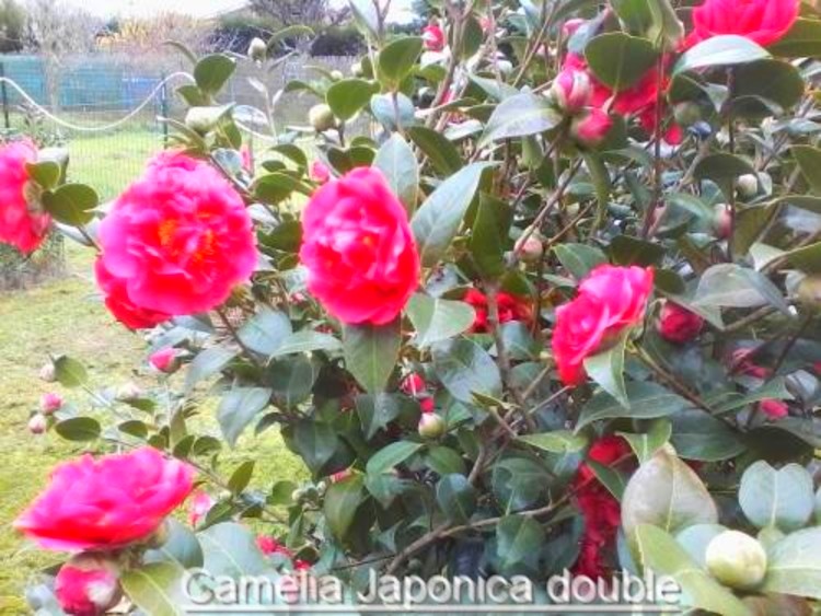 les camélias dans mon jardin,Nom commun masculin :  Camélia du Japon  Nom latin :  Camellia Japonica