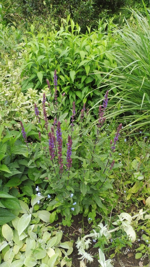 Visite du Jardin " la Maison "