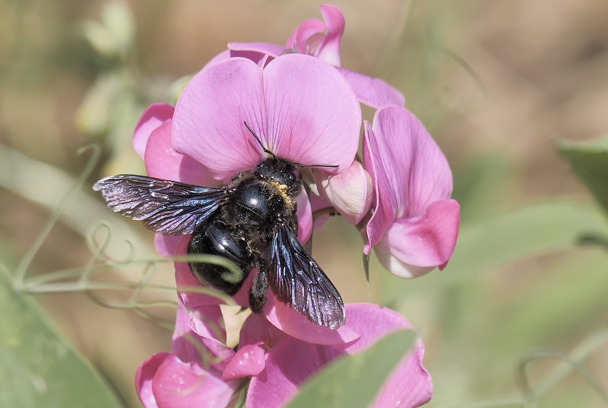 Le xylocope violet