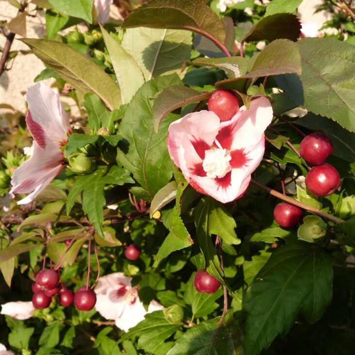 hibiscus hamabo et pommier coccinella