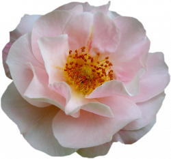 Tube fleur, tube roses