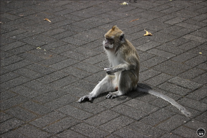 Le macaque Crabier de l’île Maurice