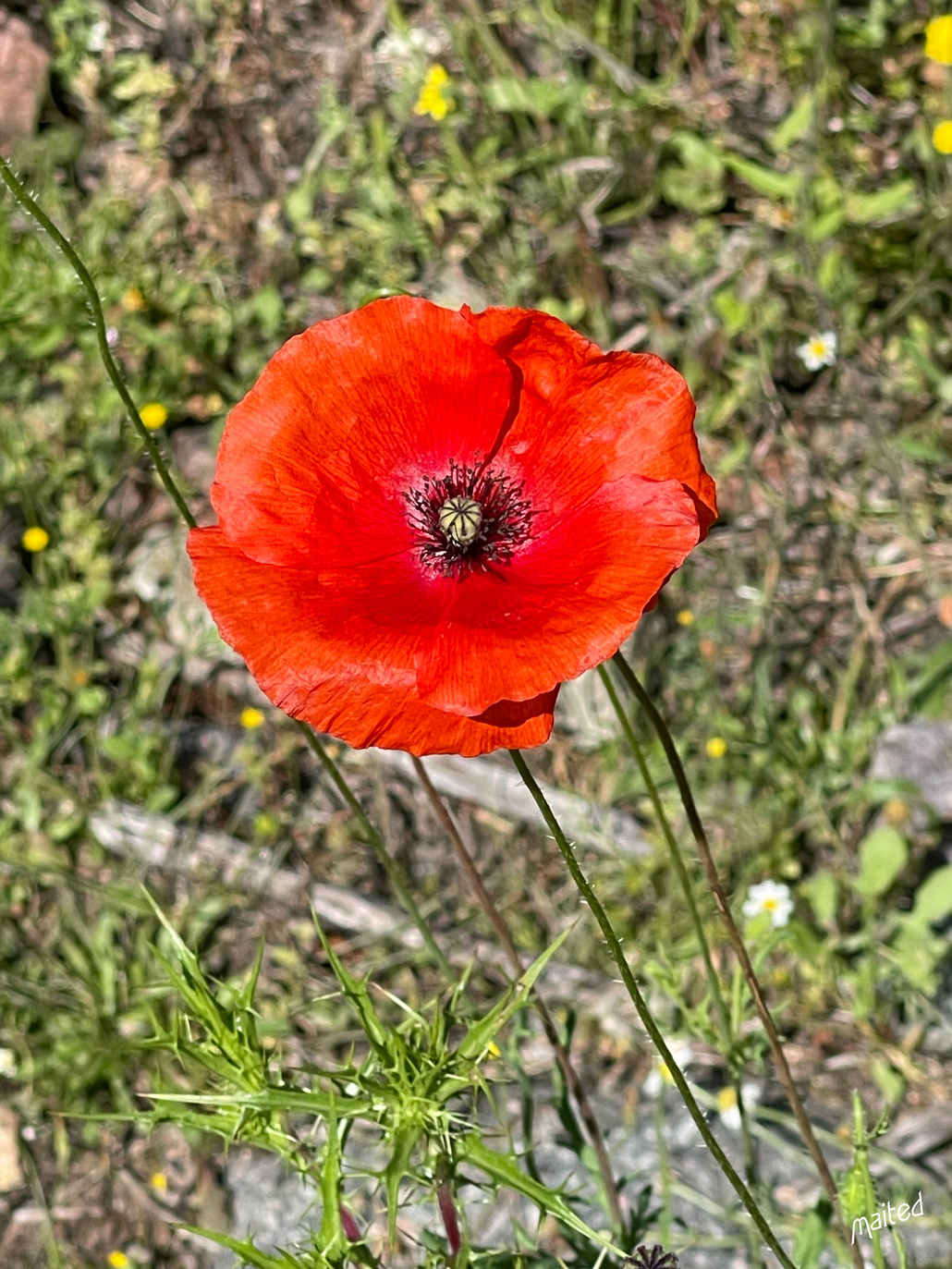 Coquelicot - juin 2023