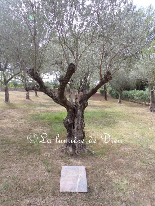 Thuir, la chapelle Notre-Dame de la Piétat