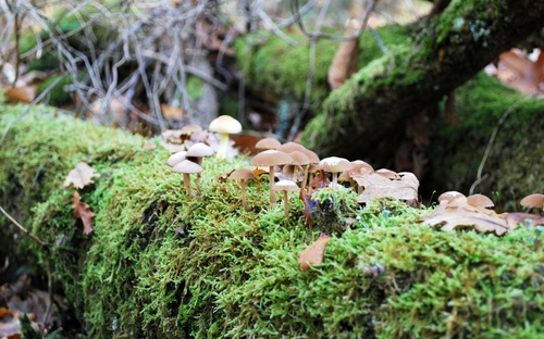 Le temps des champignons