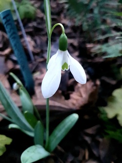 Les Perce -Neige 