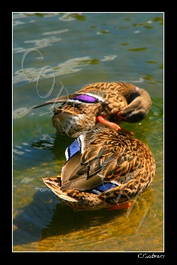 Canards