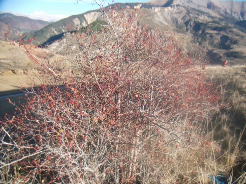 églantier sans feuilles