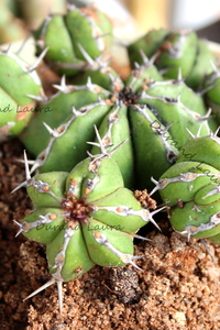 Euphorbia Echinus - 2014