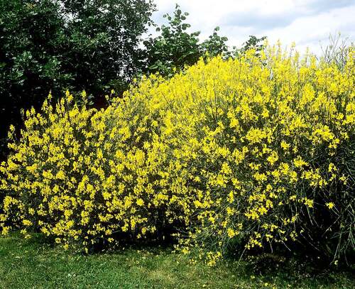 Fleurs sauvages et cultivées  : Genêt