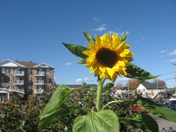 Tournesol