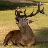 Oise: un chasseur abat un cerf réfugié dans une propriété privée