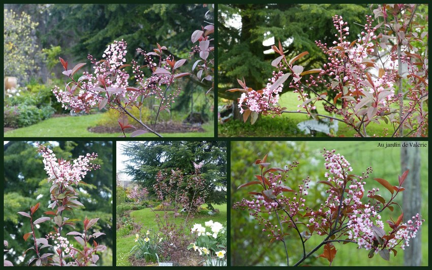 Prunus Padus Colorata