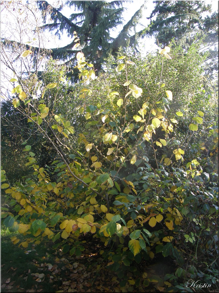 Hamamelis de Virginie