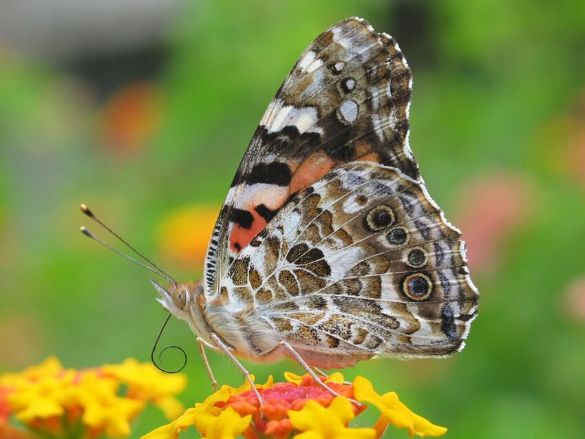 Images de Papillons