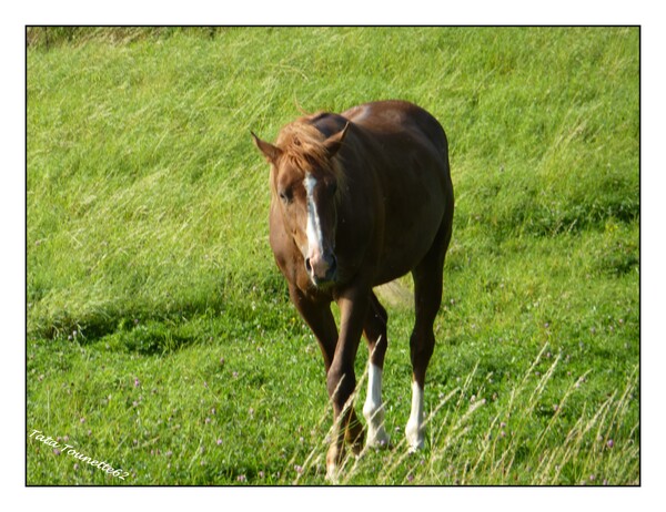 Le cheval