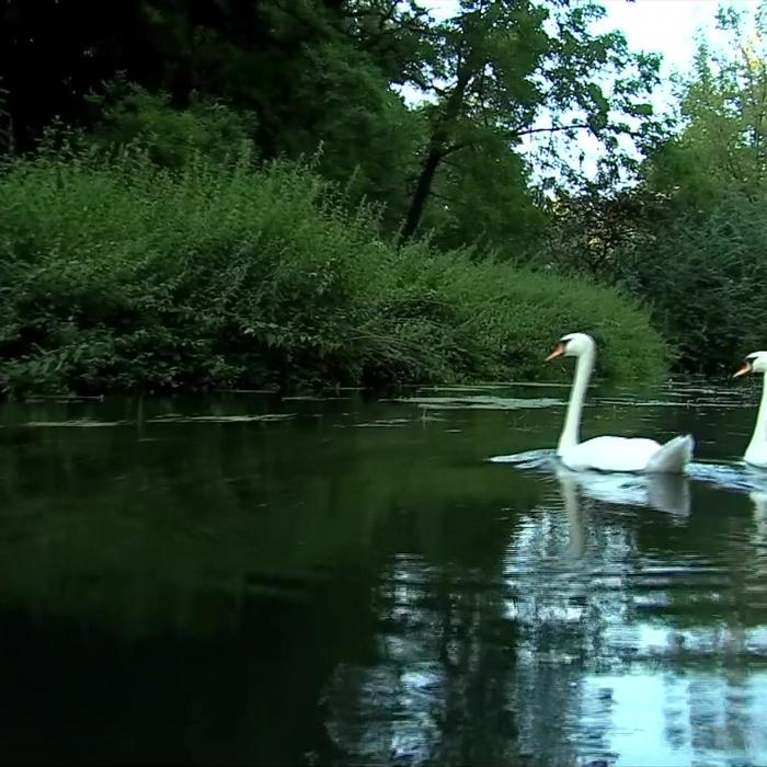 Strasbourg : à la découverte de la forêt alluviale de la Robertsau | TF1  INFO