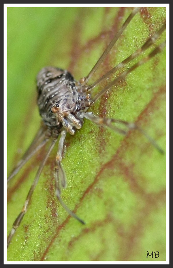 Arachnides 3576