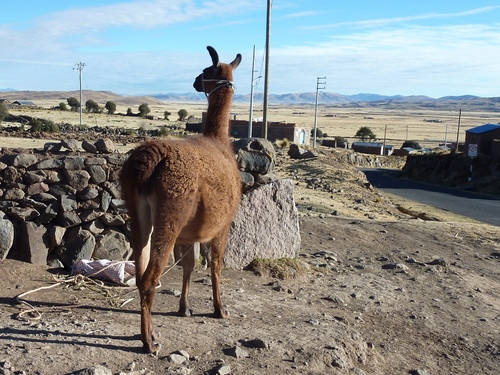 Les camélidés andins : lamas, alpagas, vigognes