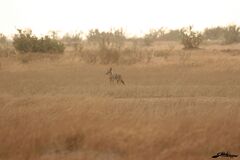 Chacal du Sénégal (Canis aureus anthus)