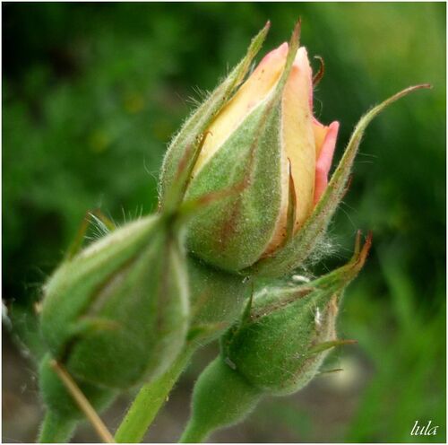 Index des Plantes à Fleurs