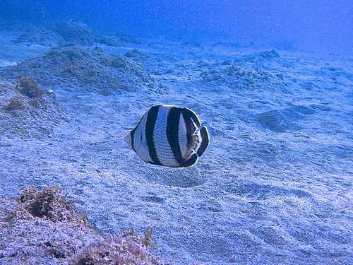 Aperçu sous marin
