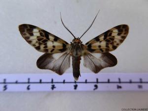 Heliura
