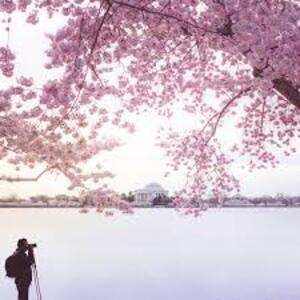 scenery filming scenery cameraman cherry blossoms