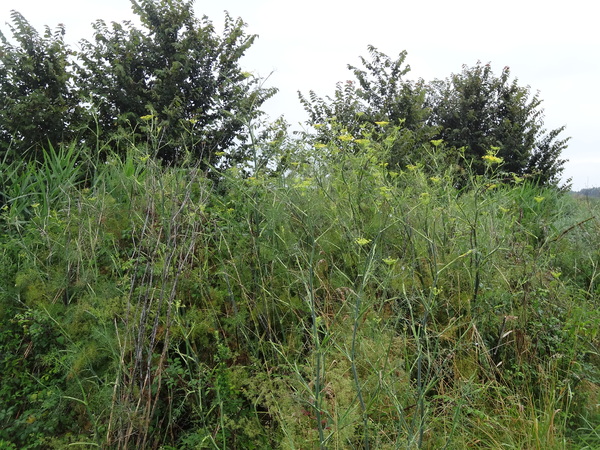 Les foins dans les marais salants