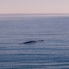 Baleine dans le lac St Jean