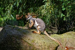 Le Wallaby des rochers