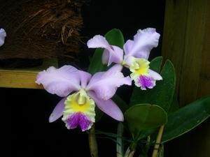 Jardin-du-monde-orchid--es-VII.jpg